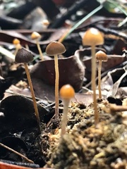 Psilocybe alutacea