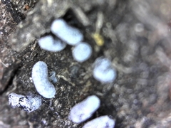 Physarum straminipes