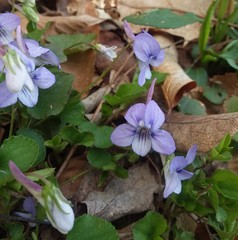 Viola rostrata