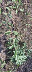 Cryptolepis buchananii