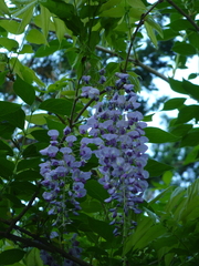 Wisteria floribunda