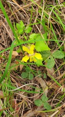 Goodenia grandiflora