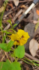 Goodenia grandiflora