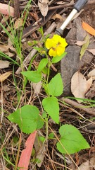 Goodenia grandiflora