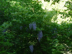 Wisteria floribunda