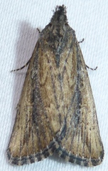 Condica discistriga