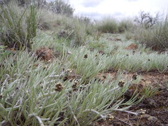 Antennaria stenophylla