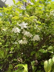 Wrightia religiosa