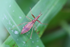 Sastrapada australica