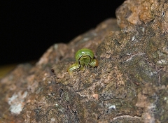 Epiphryne verriculata