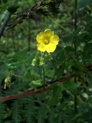 Oxalis frutescens