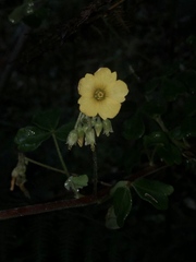 Oxalis frutescens