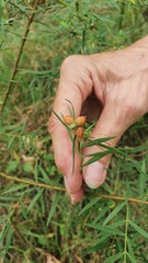 Pimelea neoanglica