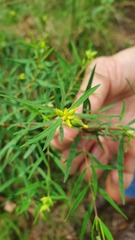 Pimelea neoanglica