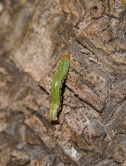 Epiphryne verriculata