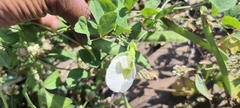 Clitoria ternatea albiflora
