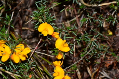 Pultenaea fasciculata