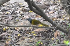 Hypergerus atriceps