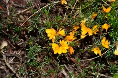 Pultenaea fasciculata
