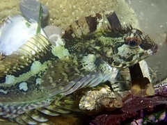 Fluffy Sculpin photo 5
