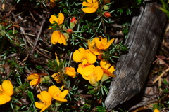 Pultenaea fasciculata