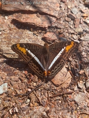 Adelpha corcyra