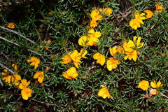 Pultenaea fasciculata