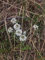 Noccaea fendleri