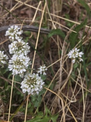 Noccaea fendleri