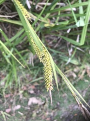 Carex hyalinolepis