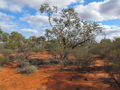 Eucalyptus wyolensis