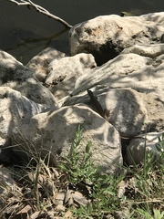 Aspidoscelis gularis