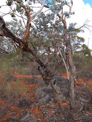 Eucalyptus wyolensis