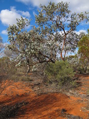 Eucalyptus wyolensis