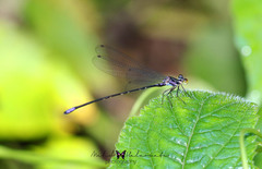 Idiocnemis bidentata