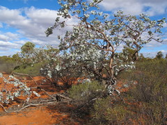Eucalyptus wyolensis
