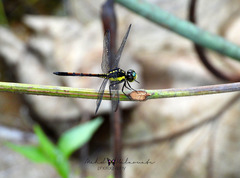 Agrionoptera longitudinalis