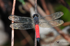 Protorthemis coronata