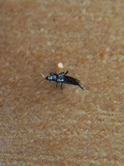 Pterygota
