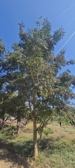 Albizia procera