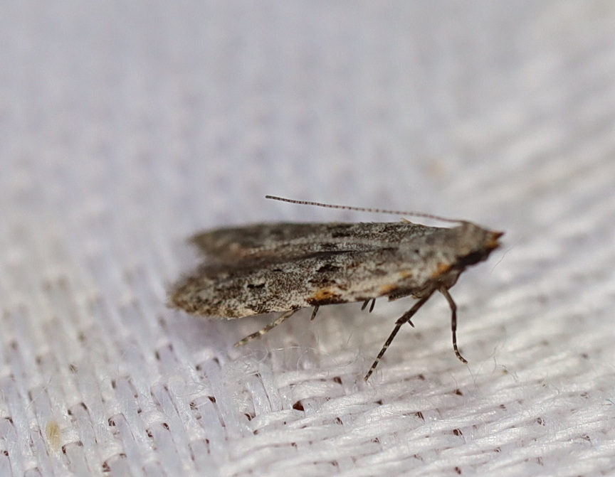 Hypatima harpophora