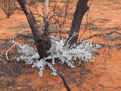 Eucalyptus wyolensis