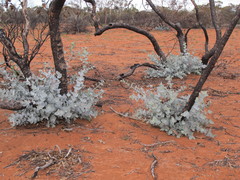 Eucalyptus wyolensis