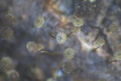Physarum flavicomum