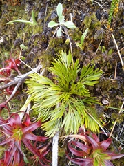Aciphylla divisa
