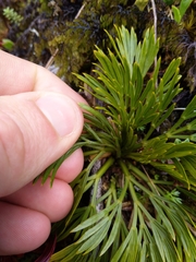 Aciphylla divisa