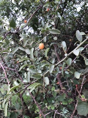 Ximenia