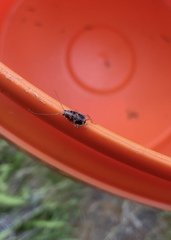 Parellipsidion latipenne