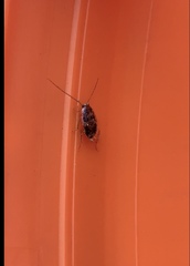 Parellipsidion latipenne