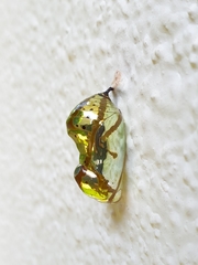 Euploea core asela